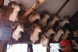 Sheep hunting, Ellis Big Game Guides, Nabesna, Alaska.