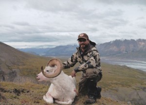 ellis-sheep