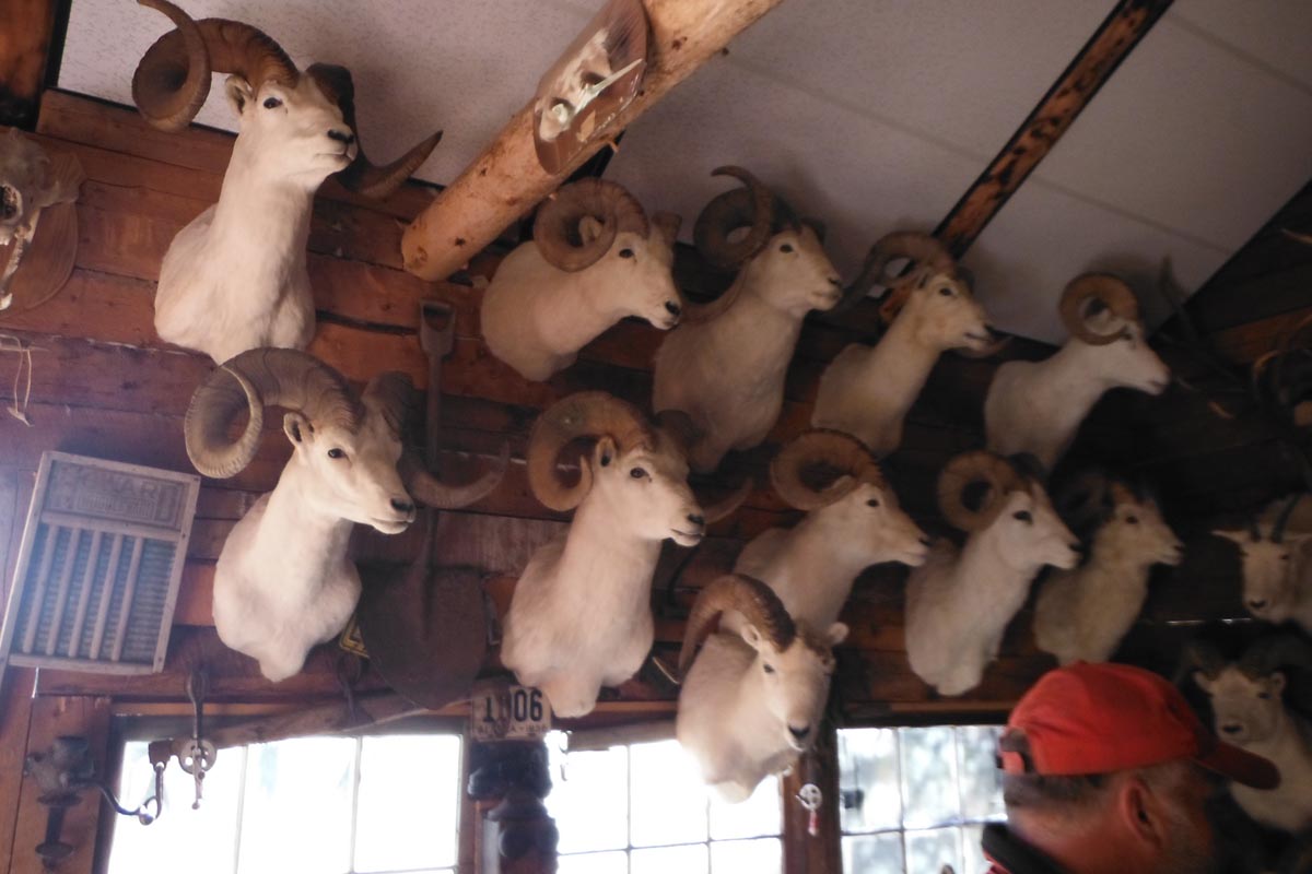 Sheep hunting, Ellis Big Game Guides, Nabesna, Alaska.